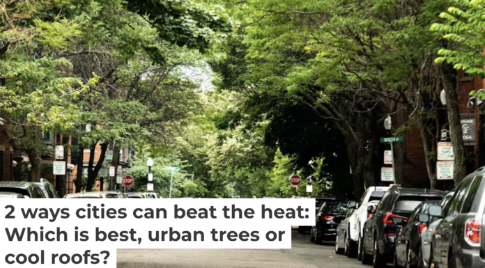 Trees like these in Boston can help keep neighborhoods cooler on hot days. Yassine Khalfalli/Unsplash, CC BY